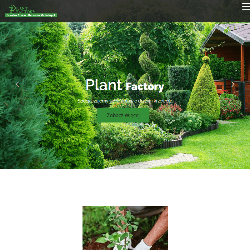 Krzewy ozdobne wieloletnie zimozielone